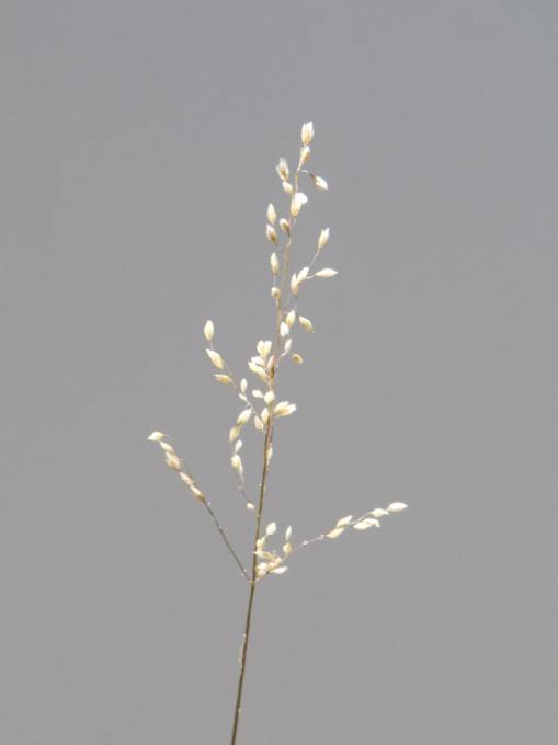 Picture of POISED PETALS III