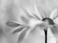 Picture of PINK DAISY DUO II