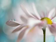 Picture of PINK DAISY DUO I