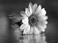 Picture of PIN CUSHION II