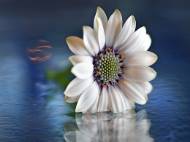 Picture of PIN CUSHION I