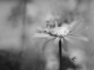 Picture of DAISY DROPS II