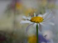 Picture of DAISY DROPS I