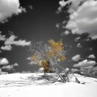 Picture of REFINED THICKET I