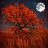 Picture of FOREST FLARE I