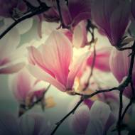 Picture of STILL MAGNOLIA II