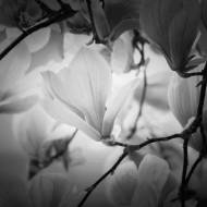 Picture of STILL MAGNOLIA