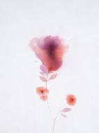 Picture of BLURRED PERENNIAL V