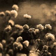 Picture of WARM GARDENS