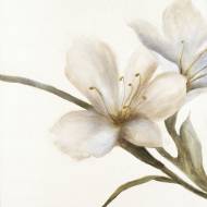 Picture of VERDANT BLOOM III