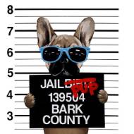 Picture of PRISON PUP