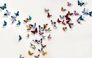 Picture of A PHOENIX OF FLUTTER