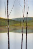Picture of FRESH SPRING