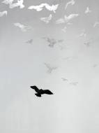 Picture of SPIRIT FLIGHT