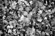 Picture of CRISP AND NATURAL II