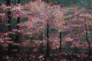 Picture of PRISM TIMBER I