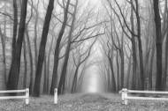 Picture of OMINOUS II