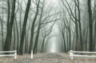 Picture of OMINOUS I