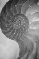 Picture of ORNATE I
