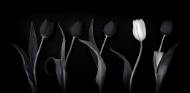 Picture of ONE WHITE TULIP II