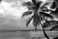 Picture of COCKTAIL ISLAND I