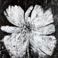 Picture of AFTERHOURS BLOSSOM