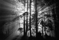 Picture of BROKEN RAYS