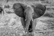 Picture of BABY TUSKER II