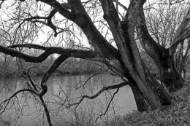 Picture of HANGING BY THE CREEK