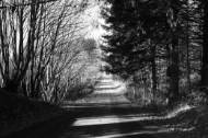 Picture of THE DRIVE TO BETSYS HOUSE