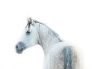 Picture of ARCTIC