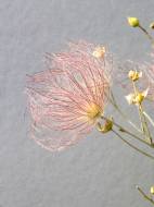 Picture of TRANSPARENT FOLIAGE III