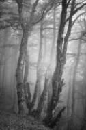 Picture of WILD WOODS II