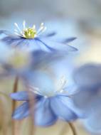 Picture of BUTTERCUP BUNDLE