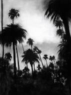 Picture of BEVERLY HILLS TOUR