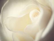 Picture of CREAM SWIRLS I
