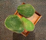 Picture of ZOLA TRAY