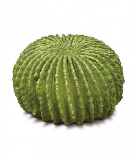 Picture of BARREL CACTUS