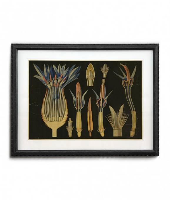 Picture of FRAMED BOTANICAL ART