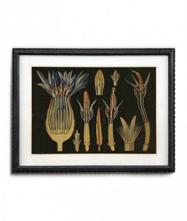 Picture of FRAMED BOTANICAL ART