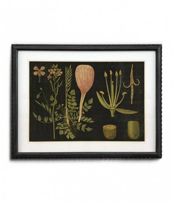 Picture of FRAMED BOTANICAL ART