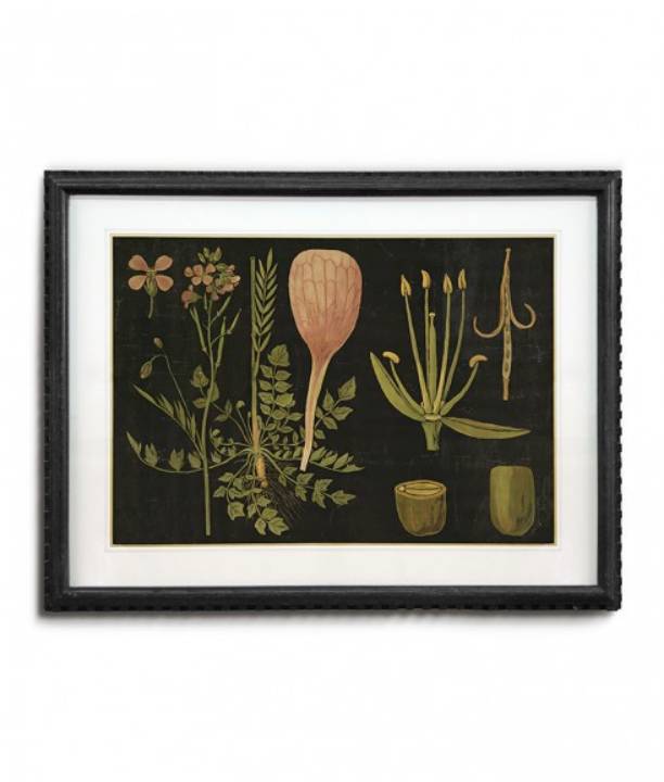 Picture of FRAMED BOTANICAL ART