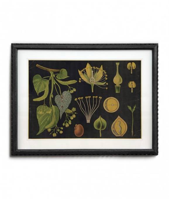 Picture of FRAMED BOTANICAL ART