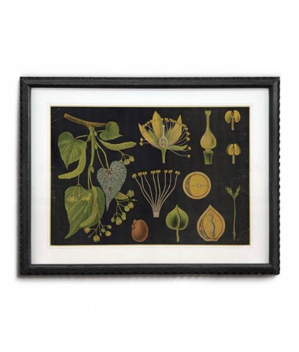 Picture of FRAMED BOTANICAL ART