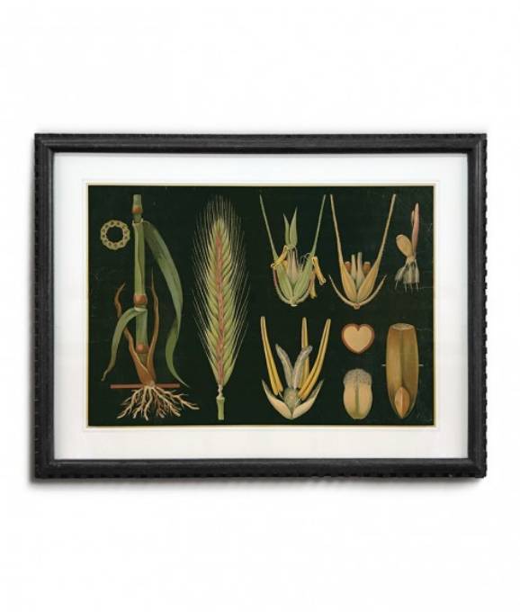 Picture of FRAMED BOTANICAL ART