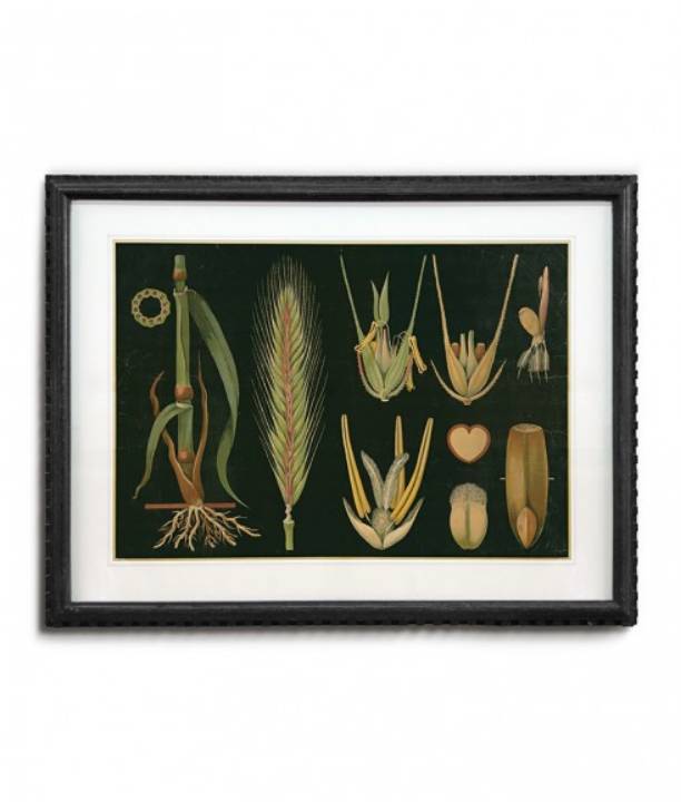 Picture of FRAMED BOTANICAL ART