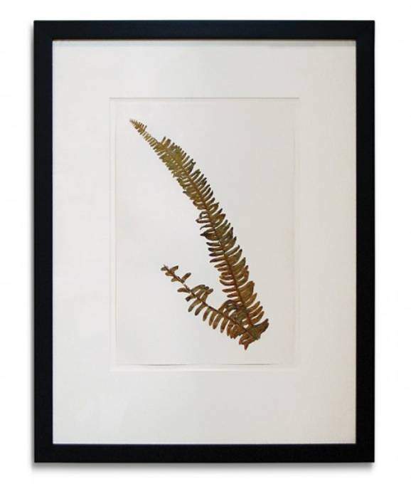 Picture of FRAMED HERBARIUM ALBUM PAGE