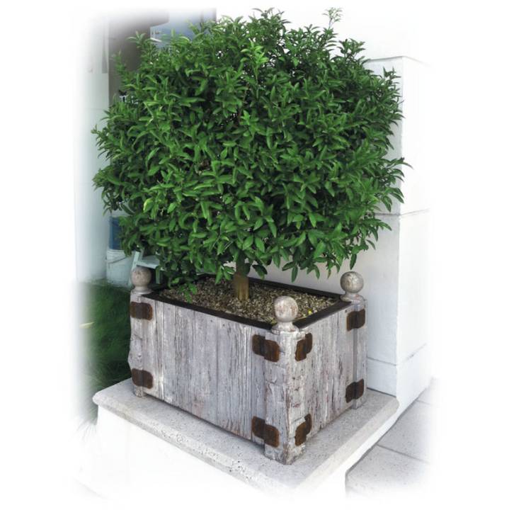 Picture of BRATTLEBORO OUTDOOR PLANTER