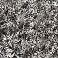 Picture of URBAN DAZZLE(UR344A)