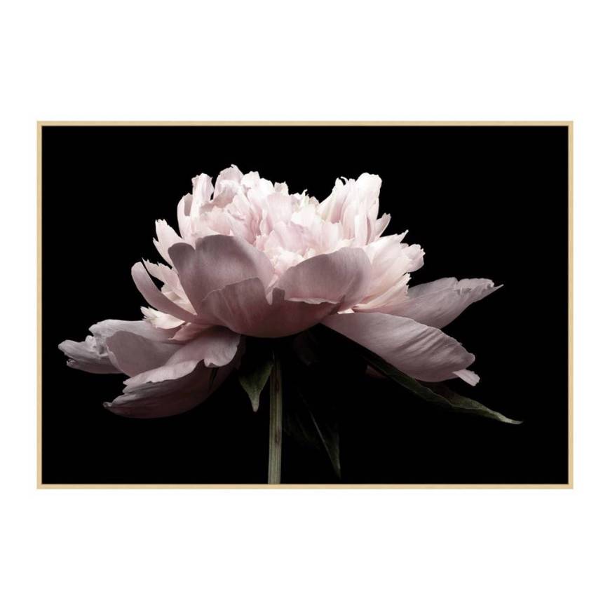 Picture of PETAL ROMANCE 2